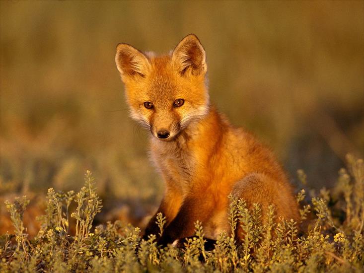 różne - Young Red Fox.jpg