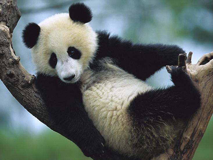 ZWIERZETA - giant-panda-cub-1600-1200-276.jpg