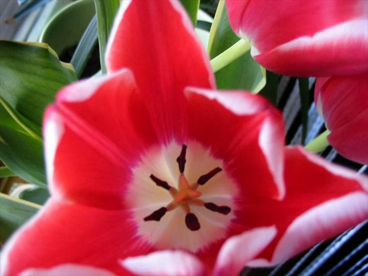 Tulipany - tulipany 68.jpg