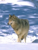 Zwierzaki - wolf2.jpg