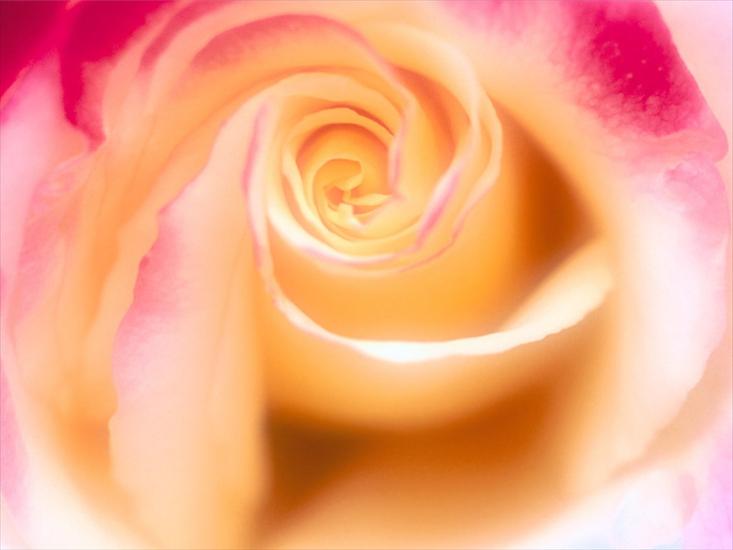 tylko róże - Rose-098.jpg