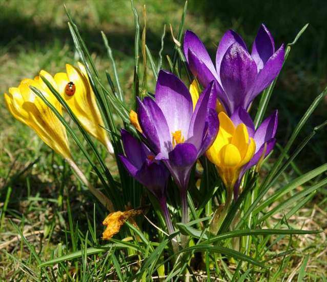 Wiosenne kwiaty - krokusy.jpg