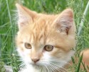zwierzęta - Ginger Kitten.jpg