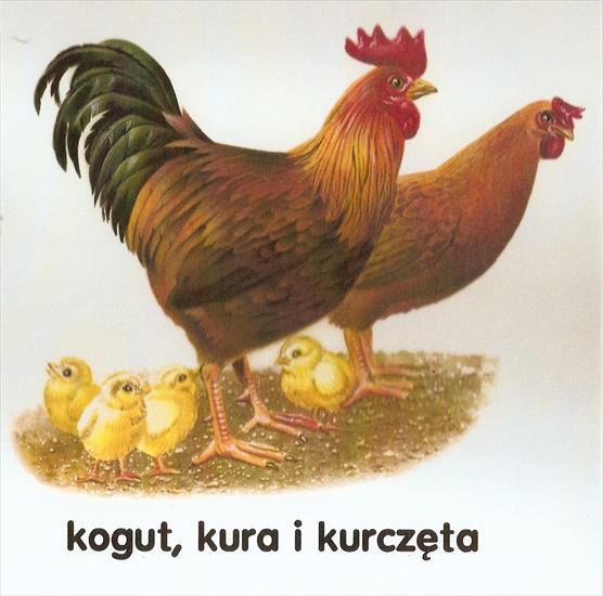 edukacja przyrodnicza - kura, kogut i kurczęta.jpg