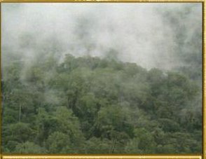 Krajobrazy - Lasy WDalszym król.1.JPG