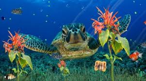 Okładki programów itp.Covers programs, etc. - Wonderful Sea Life Aquarium Tropical 3D Screensaver2.jpg