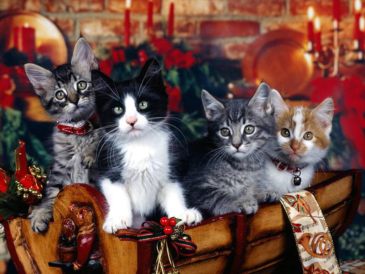 Christmas Animals - Christmas_Kittens.jpg
