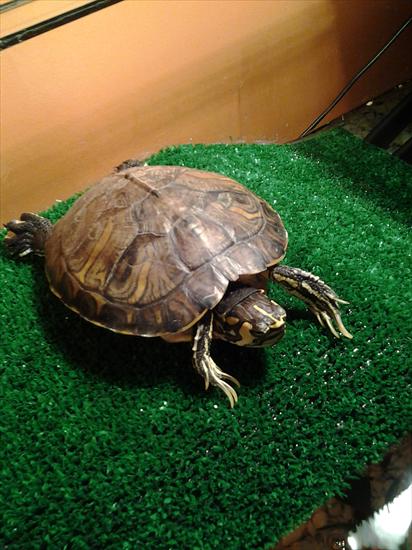 żółw - Zdjęcie0165.jpg