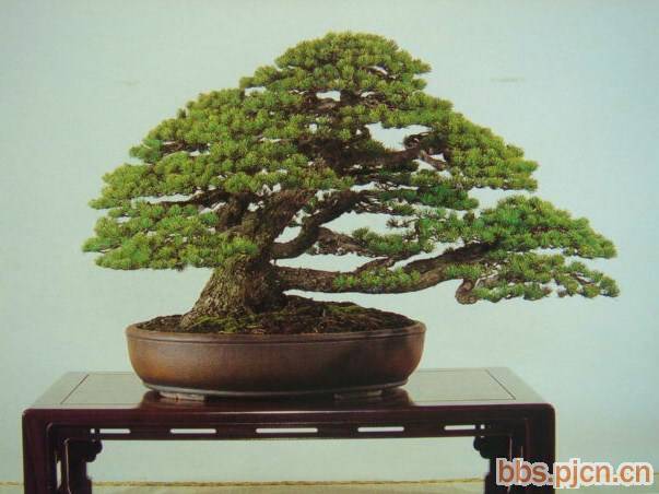 bonsai - 71 18.jpg