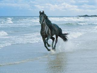 Konie - czarny_kon_pedzacy_po_brzegu_morza.jpg