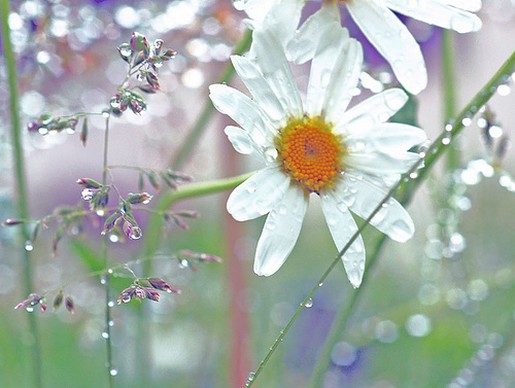 Stokrotki margaretki - white daisy photos.jpg