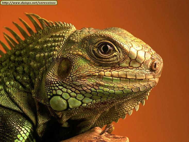 Gady, płazy reptiles  amphibians - Animals_Reptiles_An Elder Iguana.jpg