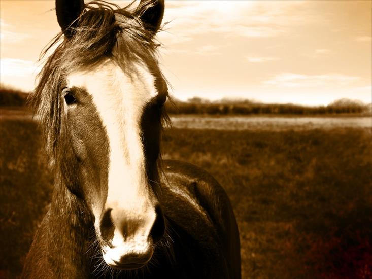 Zwierzęta - Beautiful_Horse_head_sepia_image_with_clear_space_for_text.jpg
