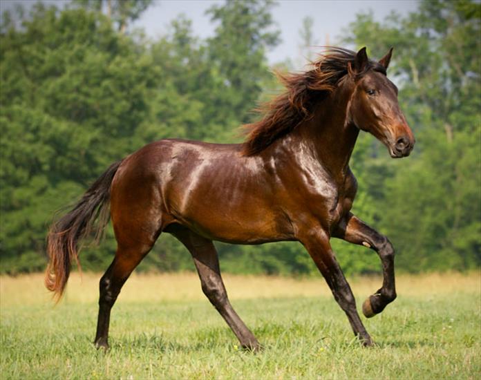 Konie... dumne konie - beautiful-brown-horse.jpg
