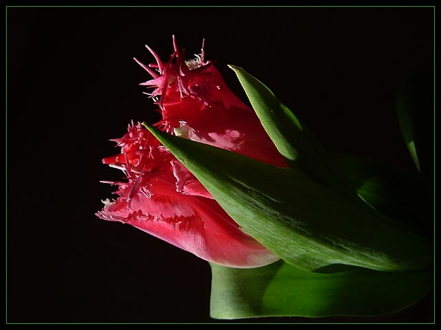 Tulipany - 272264.jpg
