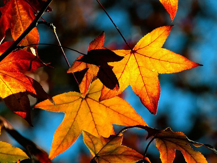 jesień - Colors Of Fall.jpg