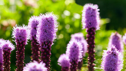  natURe - Purple_liatris.jpg