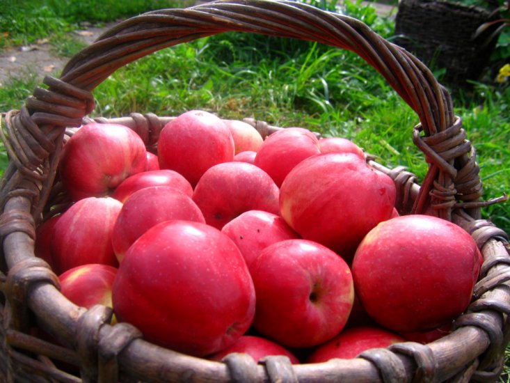Owoce sliczne obrazki - kosz jablek.jpg