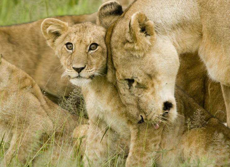 Park Narodowy Serengeti - Lion_cub_with_mother.jpg