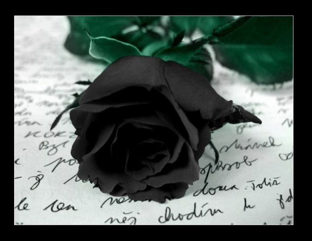 Czarna Róża - czarna róża22.jpg