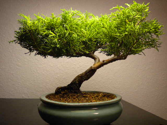 BONZAI-DRZEWKA - new_bonsai_pics_out_side_007.jpg