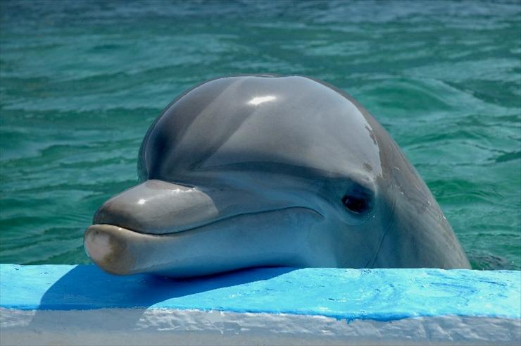 kochane delfiny - Dolphin_Portrait_by_garnetART1.jpg