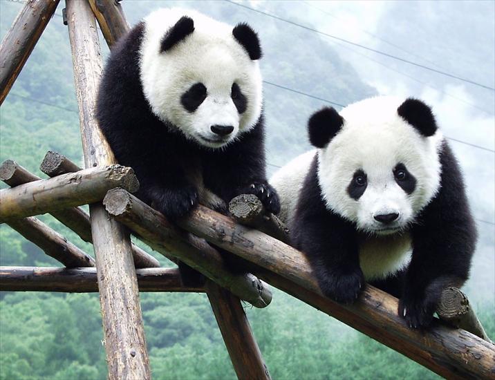  panda - Giant-Panda1.jpg