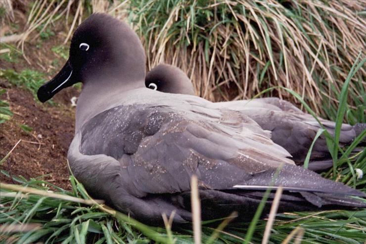 Albatrosy - Albatros_phoebetria_fusca_MacquarieIs_landSooties.JPG