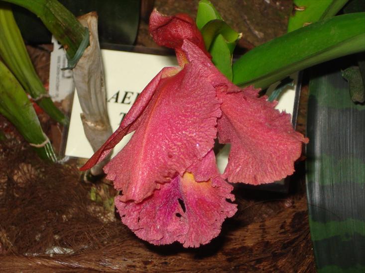 orchidea - orchidea6.JPG