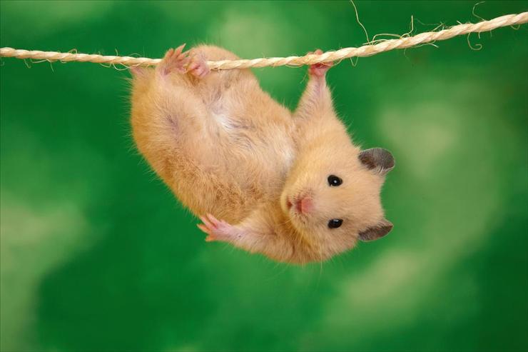 Tapety - Hang in There.jpg