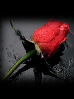 Róże - Beautiful.jpg