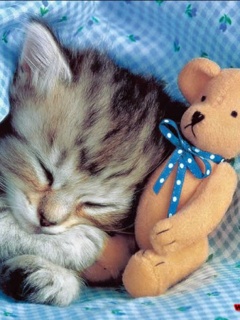 Kotki - Cute_Kitten 2.jpg