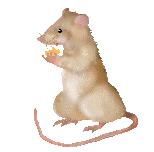 ANIMACJE  3 - rats.gif