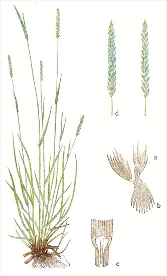Trawy - Grzebienica pospolita - Cynosurus cristatus.jpg