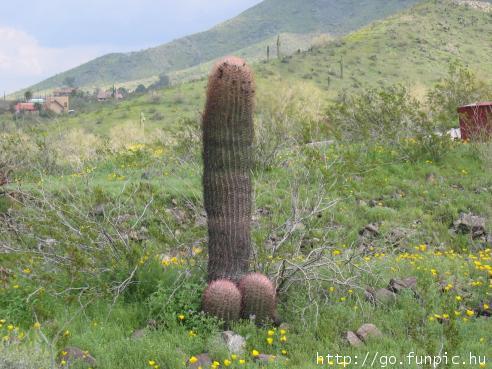 Humor erotyczny - natura_kaktus1.jpg