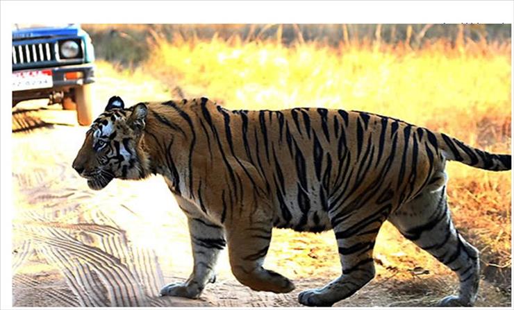 Zwierzęta - Tiger_1600x968.jpg