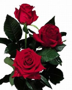 róże - kr-054-ruze-cervena-1-ks.jpg