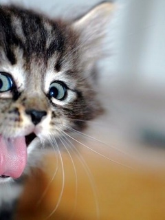 tapety na komórkę - Cute_Funny_Cat.jpg