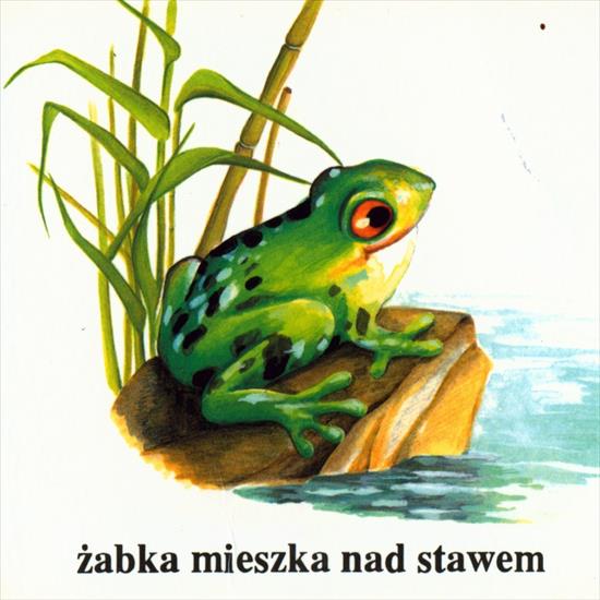 DOMY DOMKI - żaba i staw.jpg