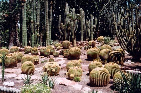 Kaktusy - hiszp70.jpg