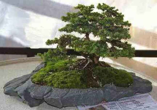 bonsai - 34 swierk_zwyczajny.jpg