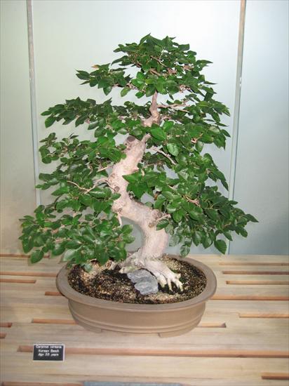 BONSAI - bonsai-a 34.jpg