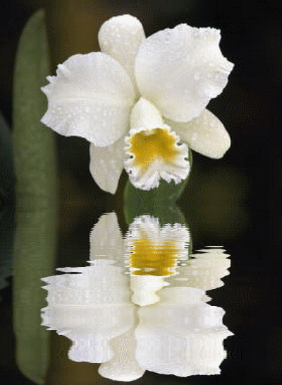 orchidee i storczyki - 61592_wallpaper280.gif