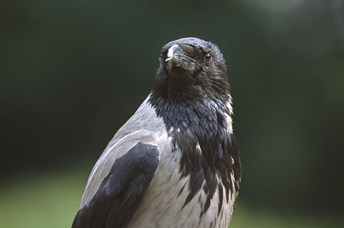 Ptaki - Wrona siwa.jpg