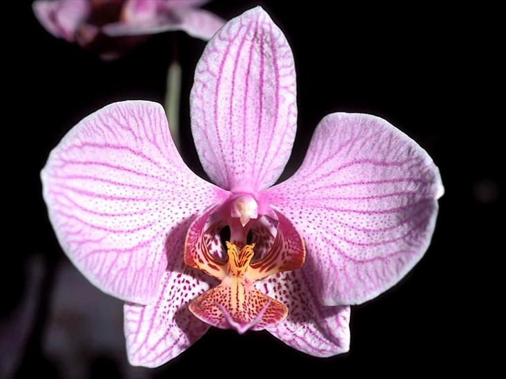 kwiaty - orchid8.jpg