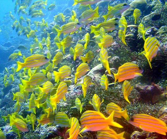 Kolorowe - lawica-zlotych-rybek-obok-rafy-koralowej.jpg