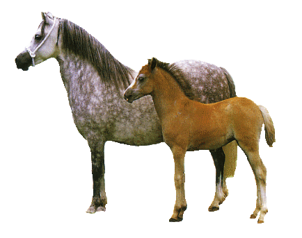  konie - kone14.gif