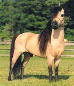 konie frodzkie - American_Miniature_Horse.jpg