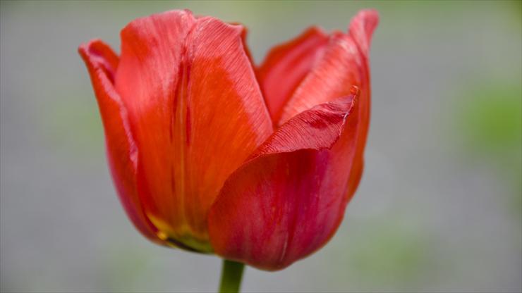 Kwiaty-makro - Tulipan.jpg