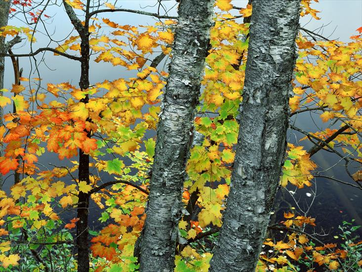 Autumn landscapes - Maple and Birch Trees Above Stony Brook Pond, New York.jpg